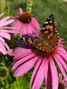 Community Garden at Eagle Naz