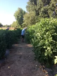 Community Garden at Eagle Naz