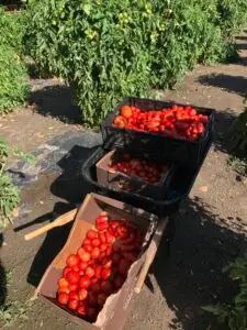 Community Garden at Eagle Naz