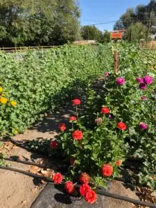Community Garden at Eagle Naz